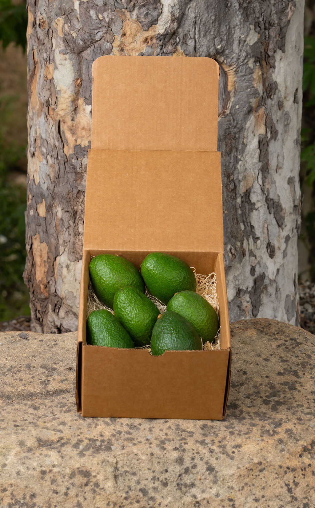 12 Avocados Shipment Box