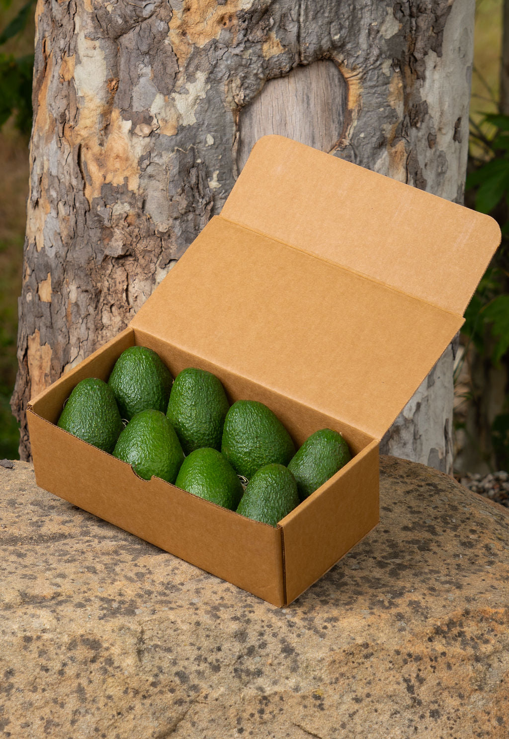 8 Avocados Shipment Box