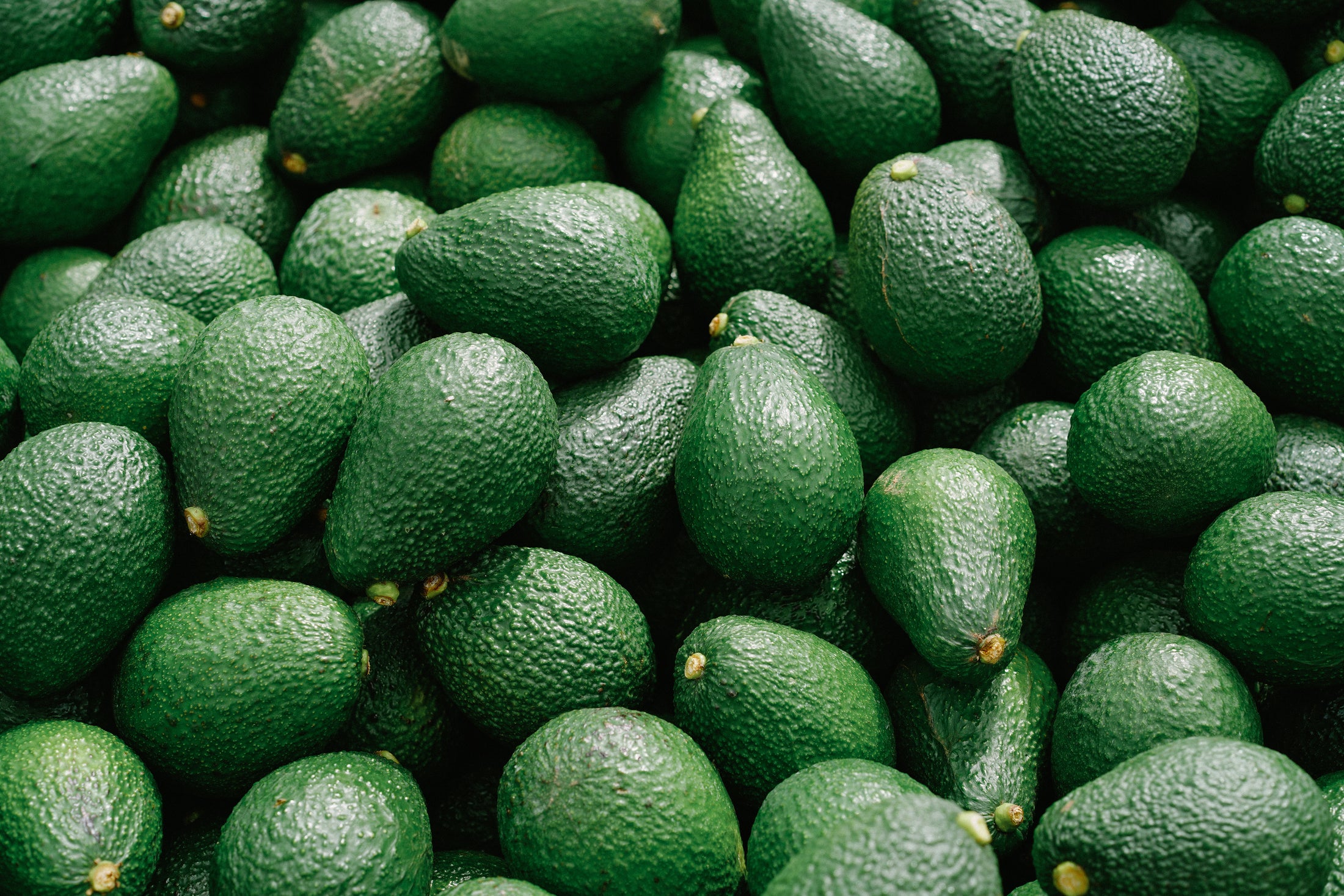 It's A Party...with a case of 16 Avocados!