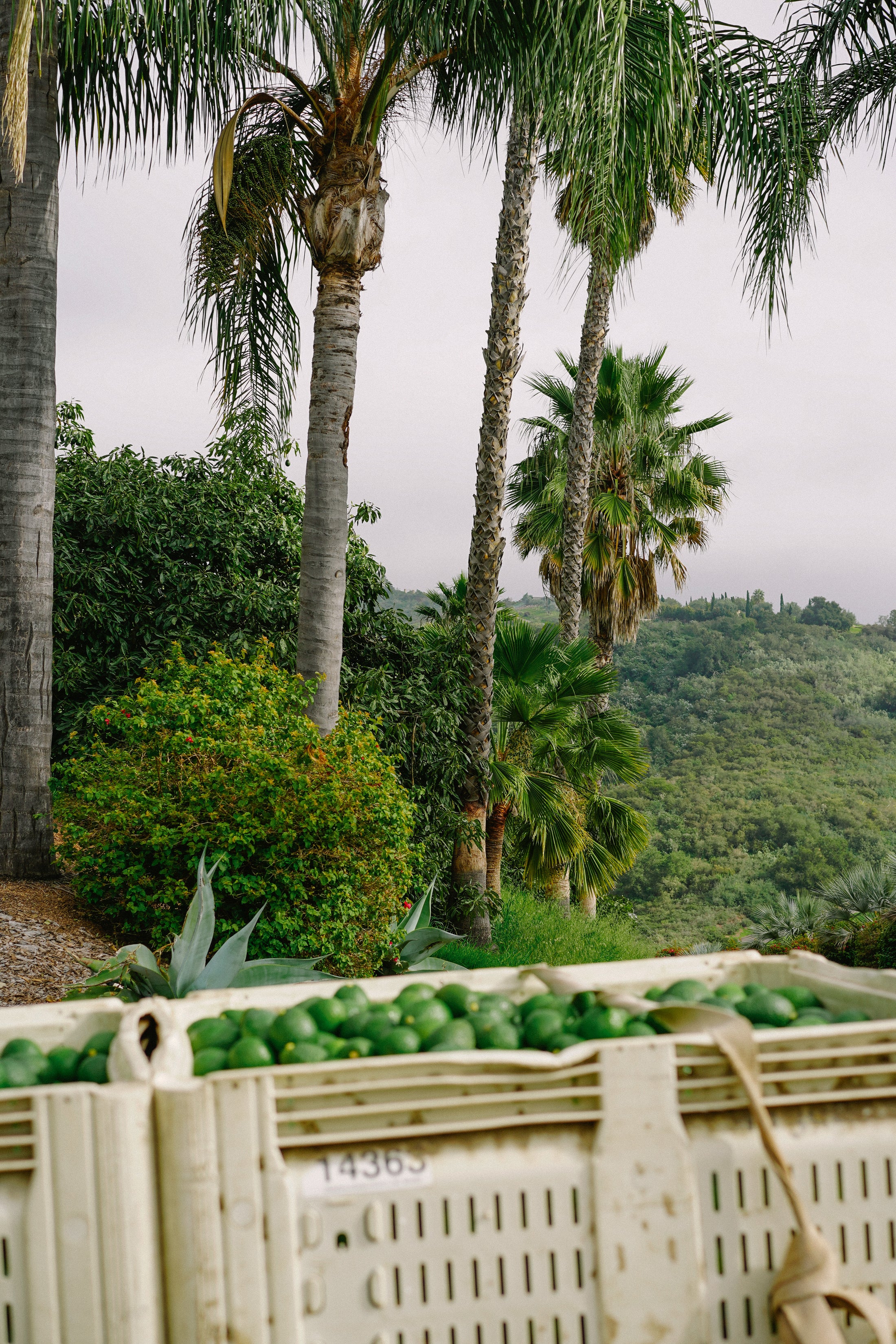 12 Avocados...for the Win!
