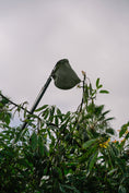Load image into Gallery viewer, The Box (4 Avocados)
