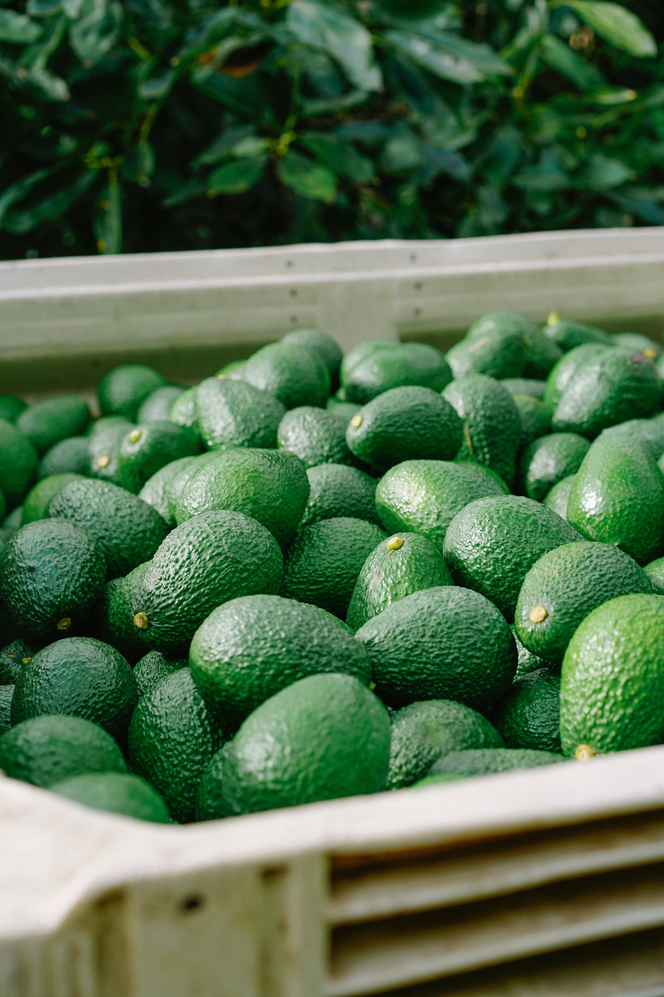 It's A Party...with a case of 16 Avocados!