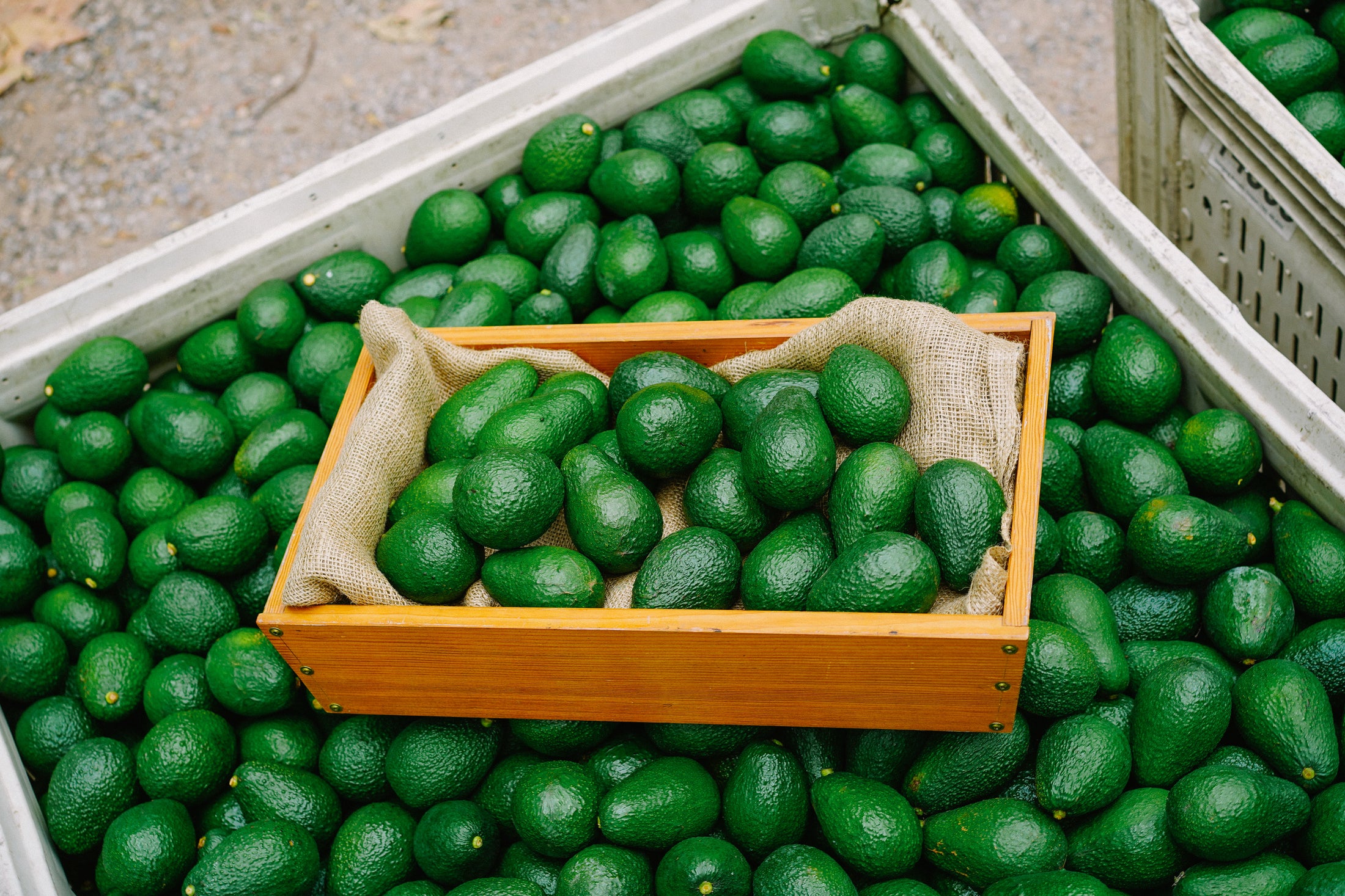 12 Avocados...for the Win!