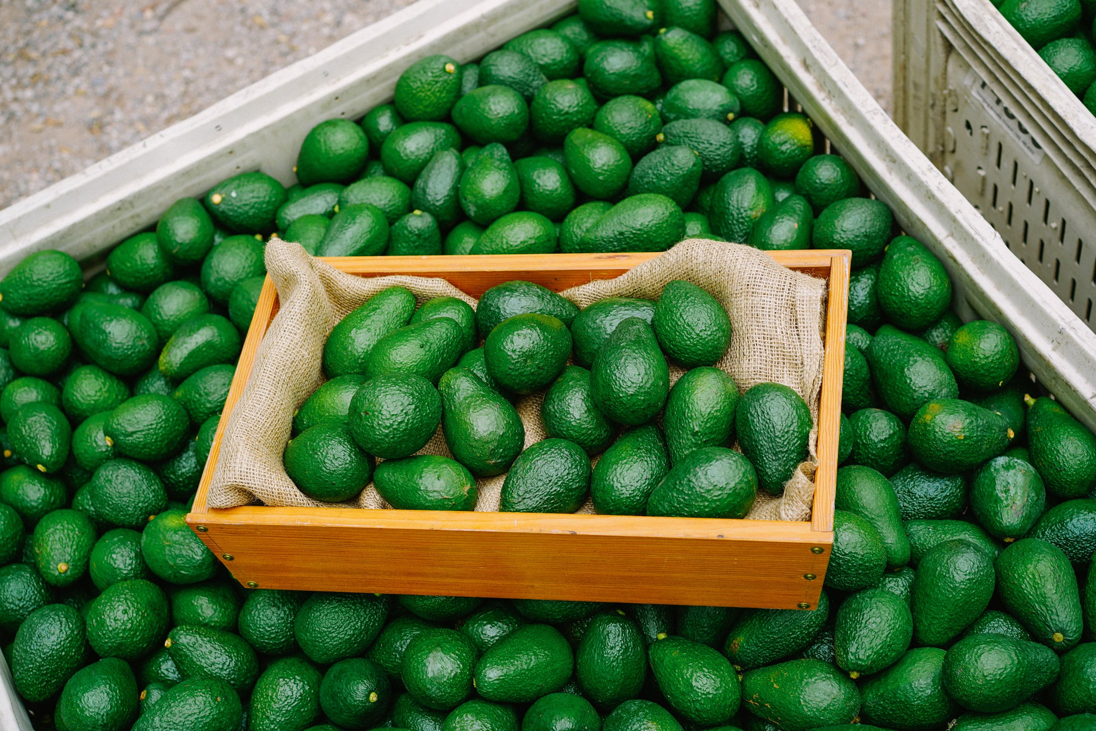 It's A Party...with a case of 16 Avocados!